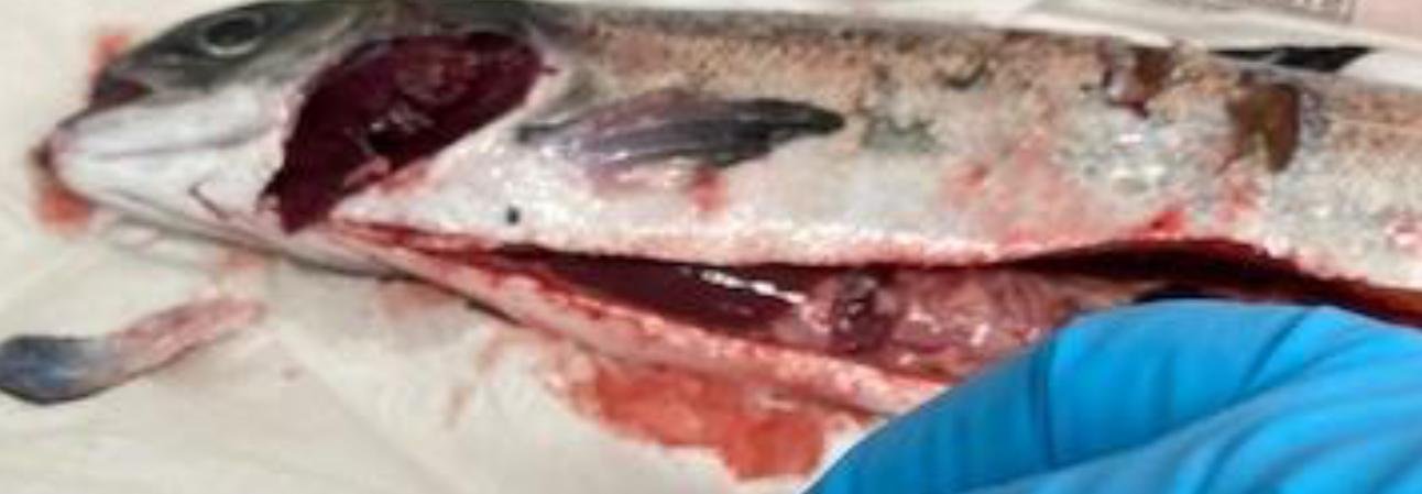 East Tarbert FHI Aug 2022 #18 East Tarbert FHI Aug 2022 #18