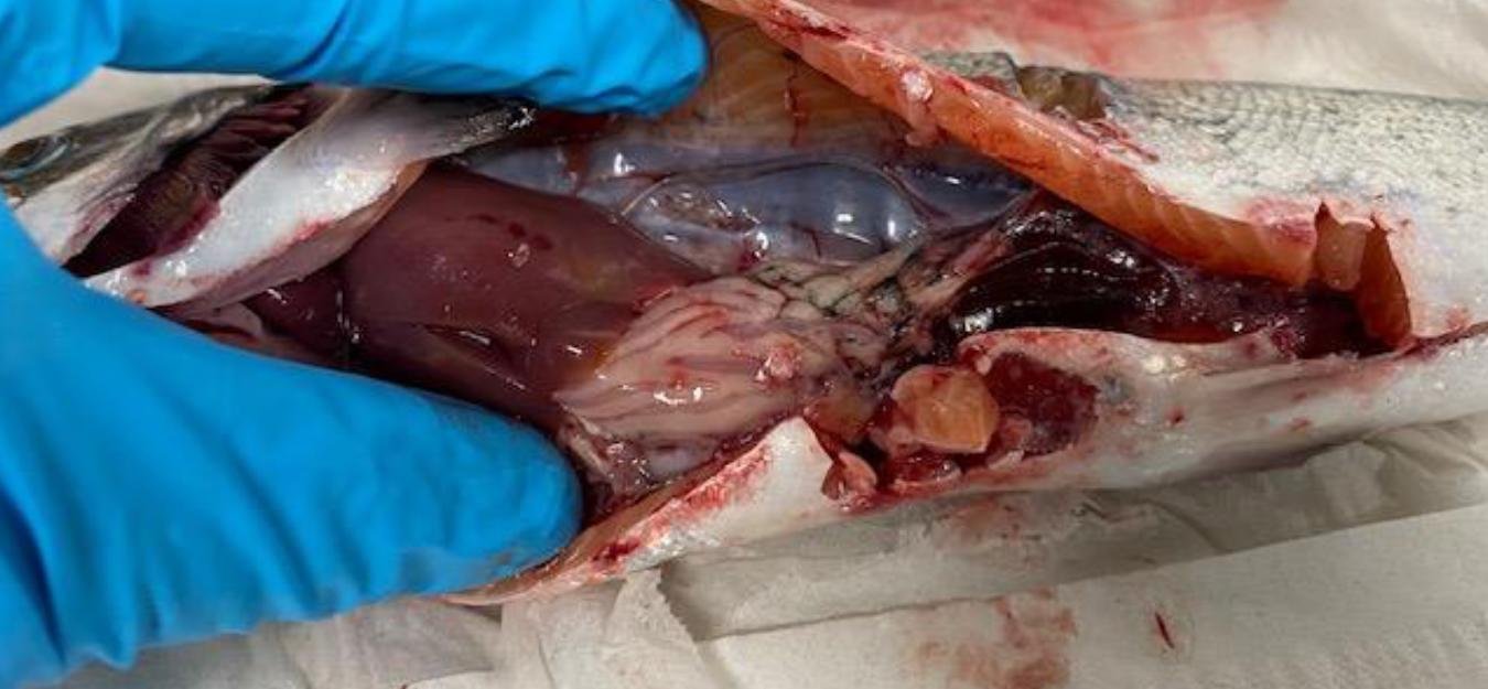 East Tarbert FHI Aug 2022 #20 East Tarbert FHI Aug 2022 #20