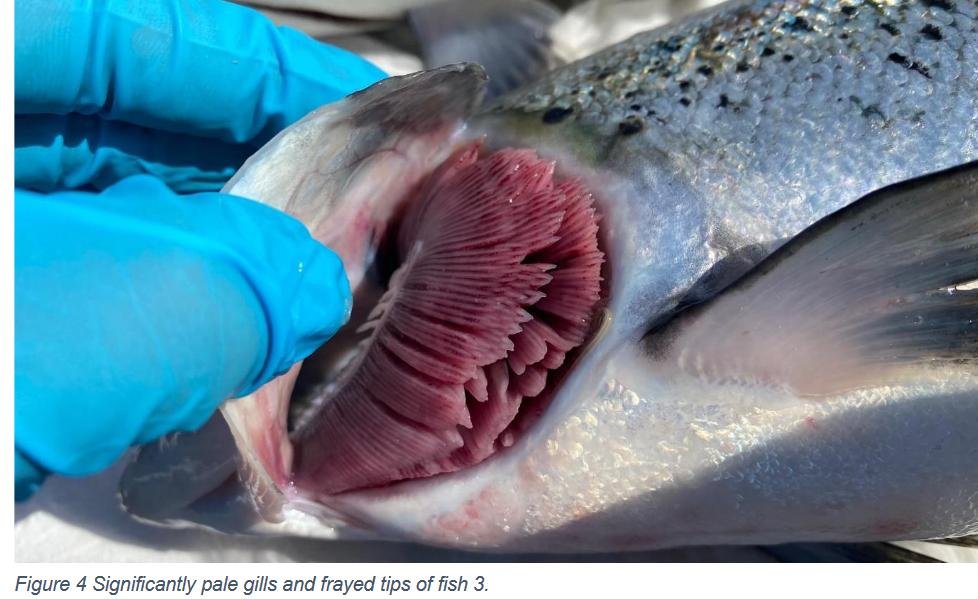 Creran FHI 18 July 2022 #12 photos Creran FHI 18 July 2022 #12 photos