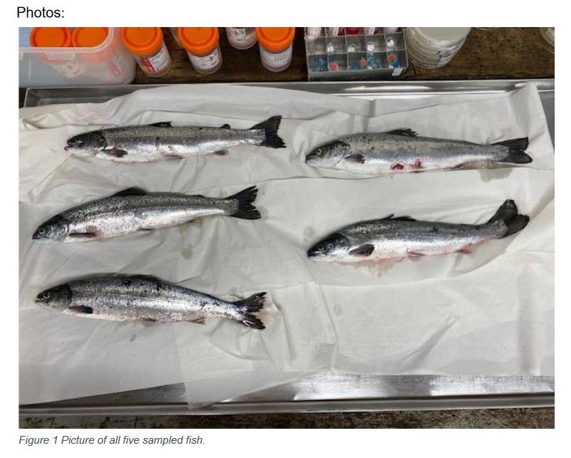 East Tarbert FHI Aug 2022 #15 East Tarbert FHI Aug 2022 #15