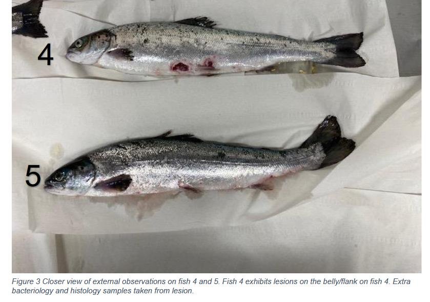 East Tarbert FHI Aug 2022 #17 East Tarbert FHI Aug 2022 #17