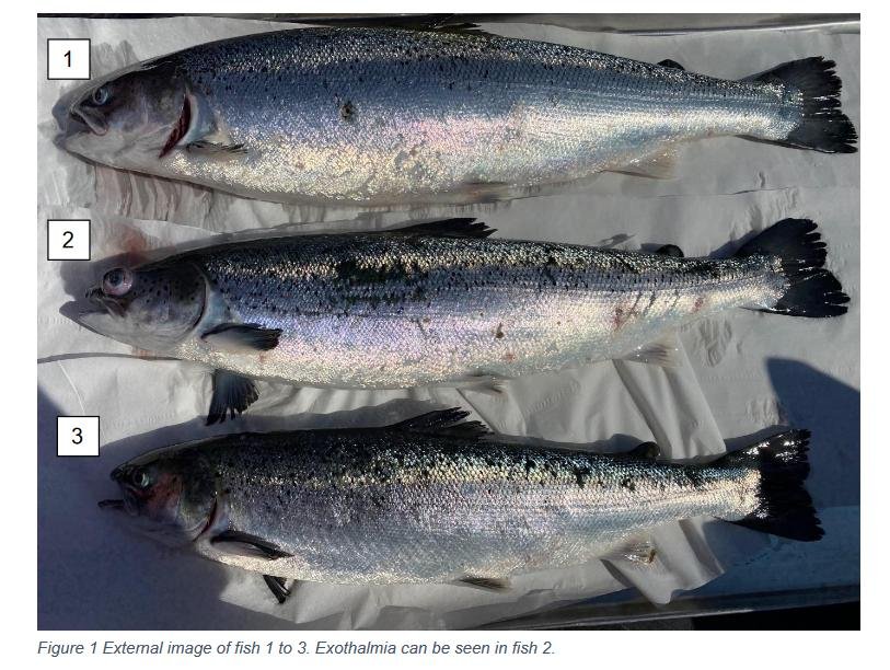 Creran FHI 18 July 2022 #9 photos Creran FHI 18 July 2022 #9 photos