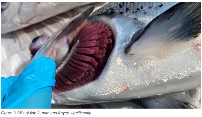 Creran FHI 18 July 2022 #11 photos Creran FHI 18 July 2022 #11 photos