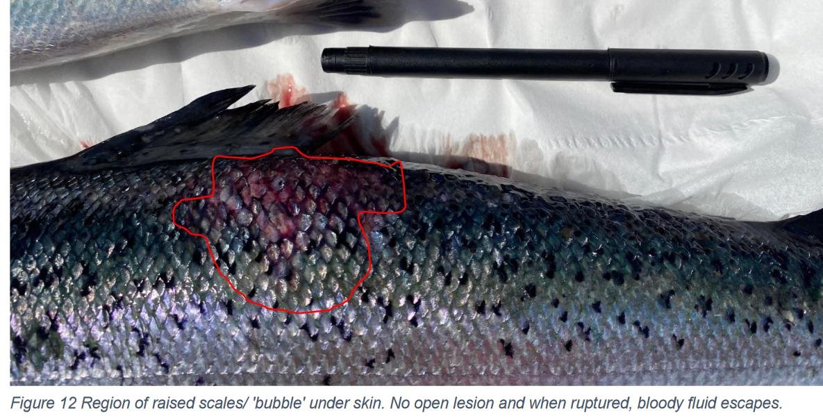 Creran FHI 18 July 2022 #17 photos Creran FHI 18 July 2022 #17 photos