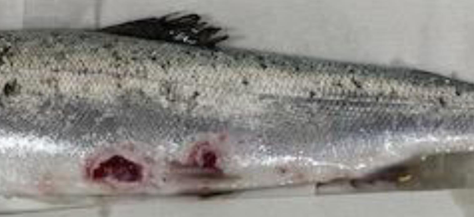 East Tarbert FHI Aug 2022 #19 East Tarbert FHI Aug 2022 #19