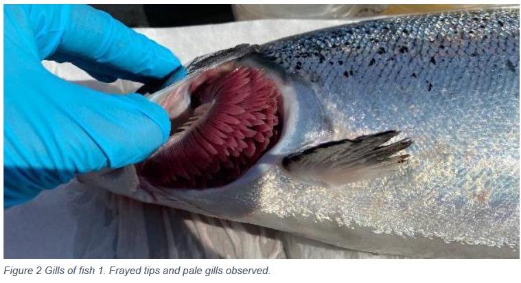 Creran FHI 18 July 2022 #10 photos Creran FHI 18 July 2022 #10 photos