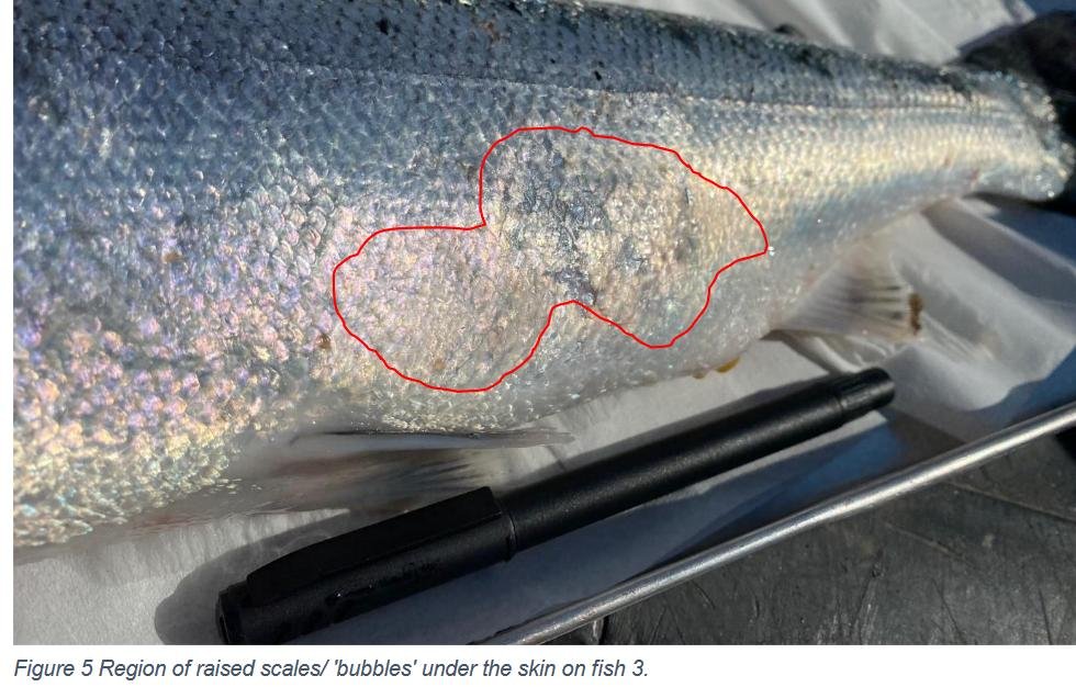 Creran FHI 18 July 2022 #13 photos Creran FHI 18 July 2022 #13 photos