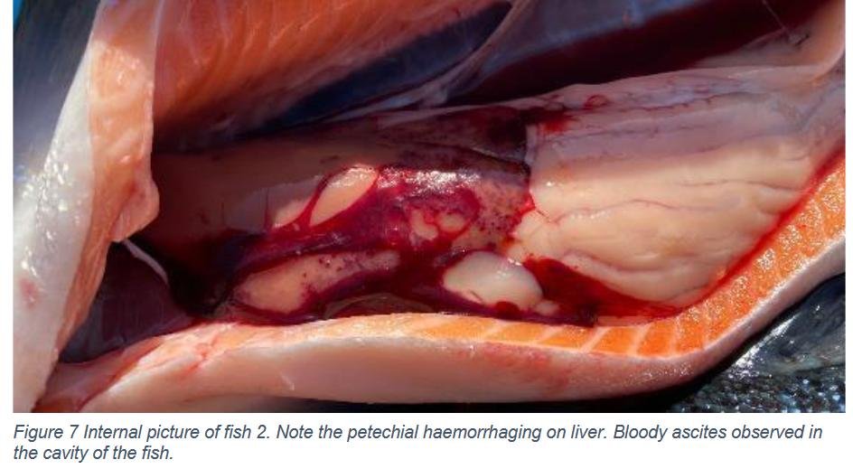 Creran FHI 18 July 2022 #14 photos Creran FHI 18 July 2022 #14 photos