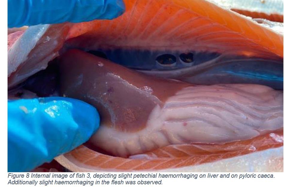 Creran FHI 18 July 2022 #15 photos Creran FHI 18 July 2022 #15 photos