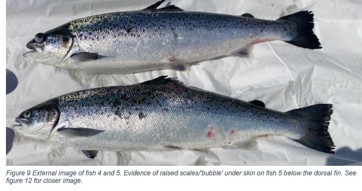 Creran FHI 18 July 2022 #16 photos Creran FHI 18 July 2022 #16 photos