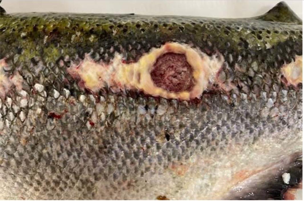 Vee Taing FHI April 2022 #11 photo Vee Taing FHI April 2022 #11 photo