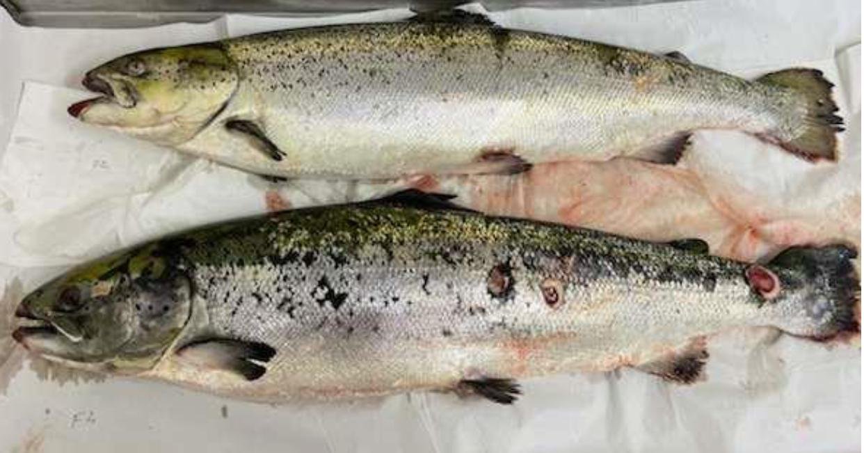 Vee Taing FHI April 2022 #14 photo Vee Taing FHI April 2022 #14 photo