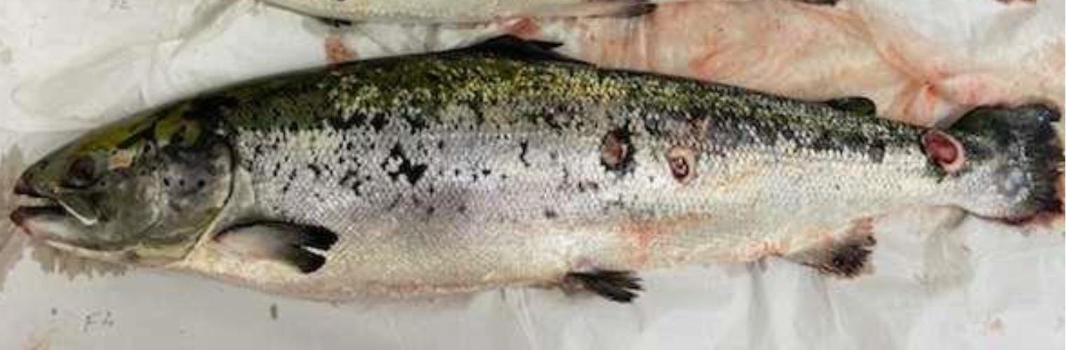 Vee Taing FHI April 2022 #15 photo Vee Taing FHI April 2022 #15 photo