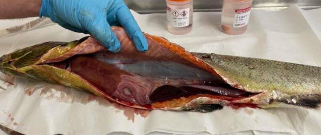 Vee Taing FHI April 2022 #18 photo Vee Taing FHI April 2022 #18 photo