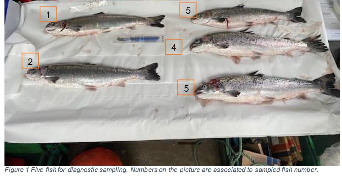 Prv FHI #33 Taranaish TSSC Dec 2021