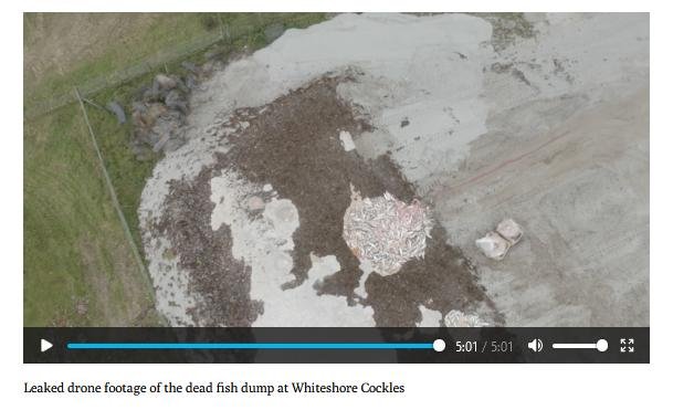 Ferret 16 Jan 2023 #9 Leaked