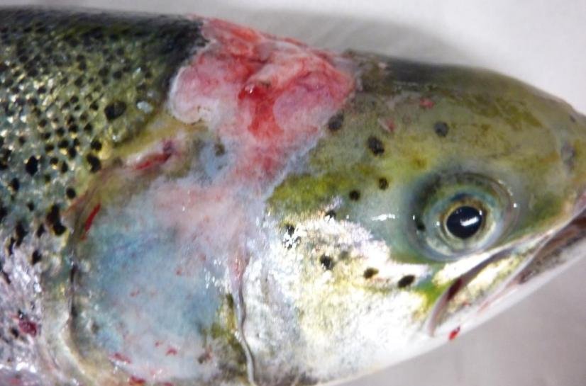 Druimyeon Bay FHI Oct 2021 #3 Druimyeon Bay FHI Oct 2021 #3