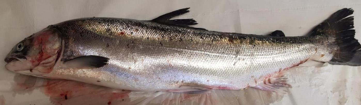 FHI Nevis Nov 2022 #2 FHI Nevis Nov 2022 #2