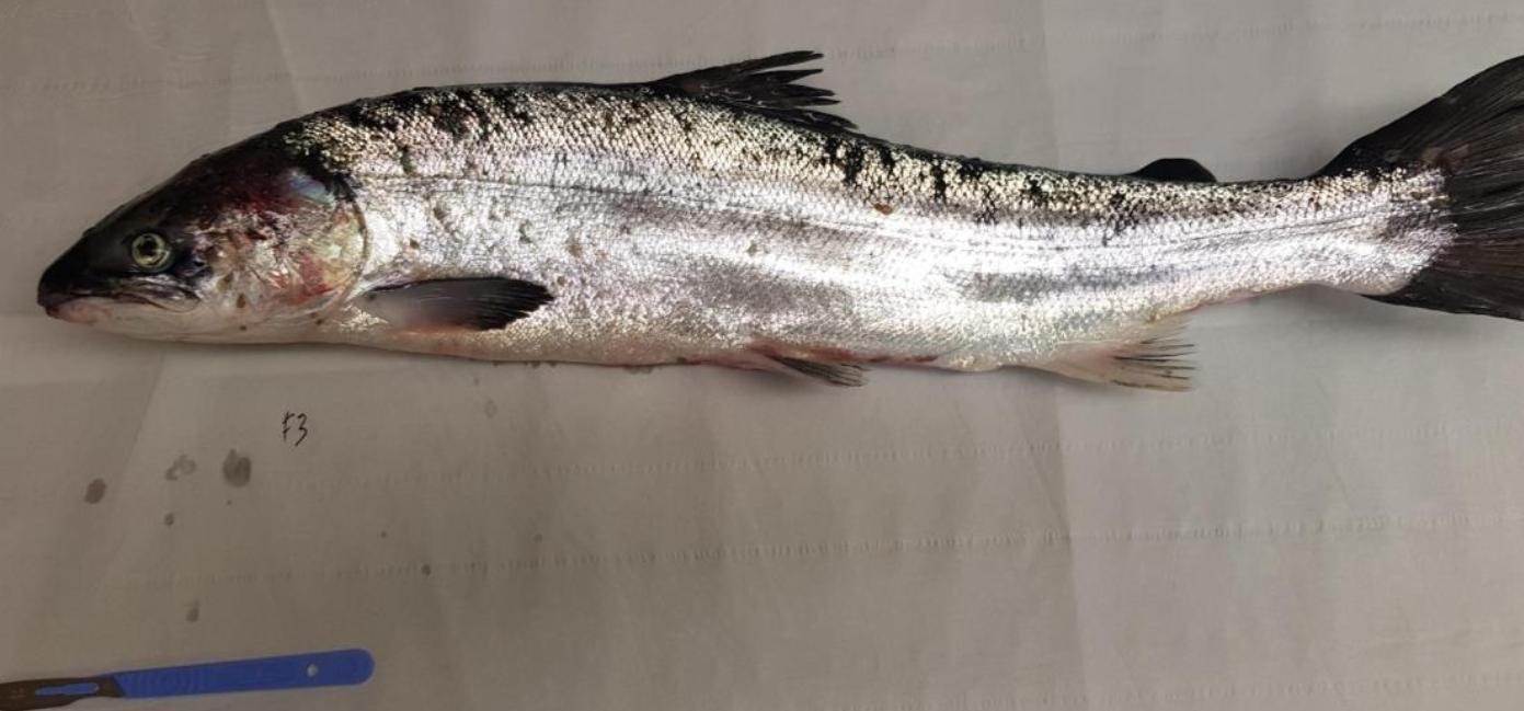 FHI Nevis Nov 2022 #18 inspection report photos FHI Nevis Nov 2022 #18 inspection report photos