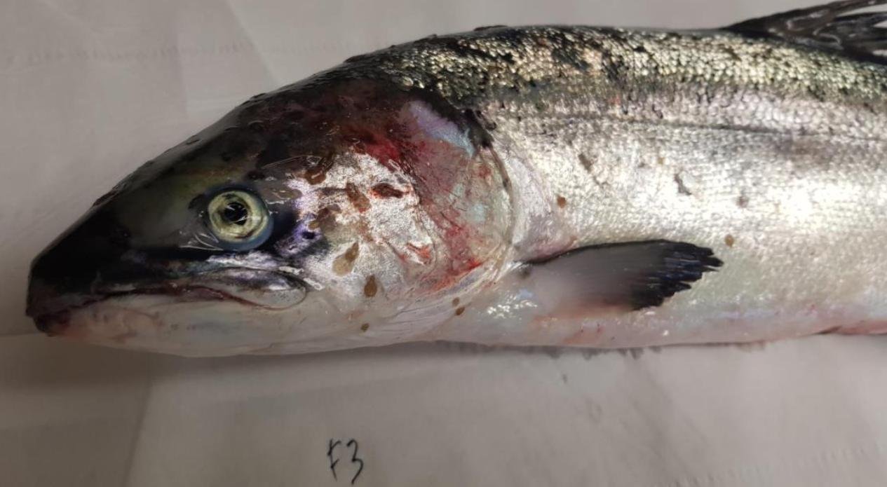 FHI Nevis Nov 2022 #19 inspection report photos FHI Nevis Nov 2022 #19 inspection report photos