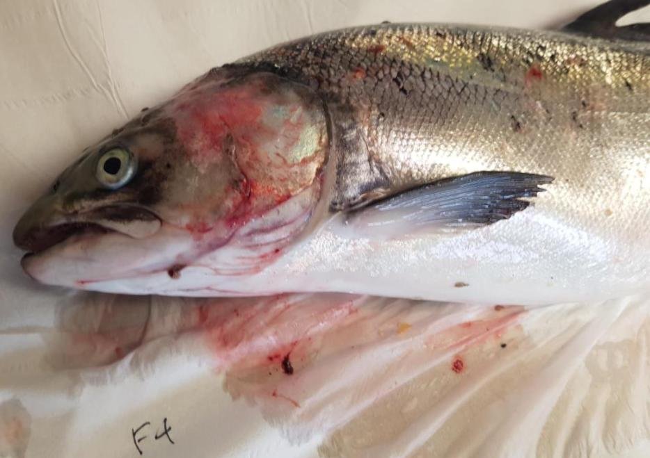 FHI Nevis Nov 2022 #21 inspection report photos FHI Nevis Nov 2022 #21 inspection report photos