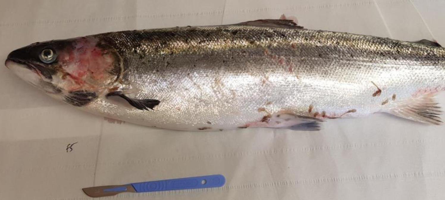 FHI Nevis Nov 2022 #23 inspection report photos FHI Nevis Nov 2022 #23 inspection report photos