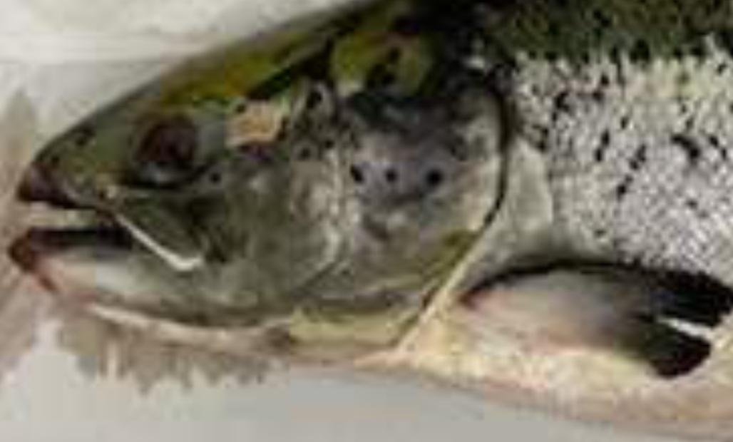 Vee Taing FHI April 2022 #16 photo Vee Taing FHI April 2022 #16 photo