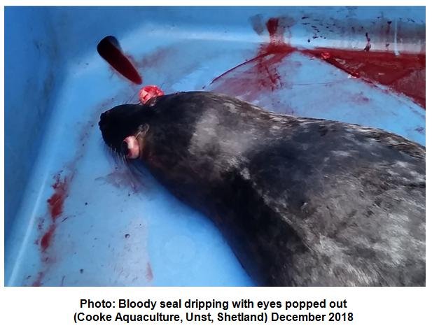Photo #2 Cooke bloody seal eyes popping out Unst December 2018 Photo #2 Cooke bloody seal eyes popping out Unst December 2018