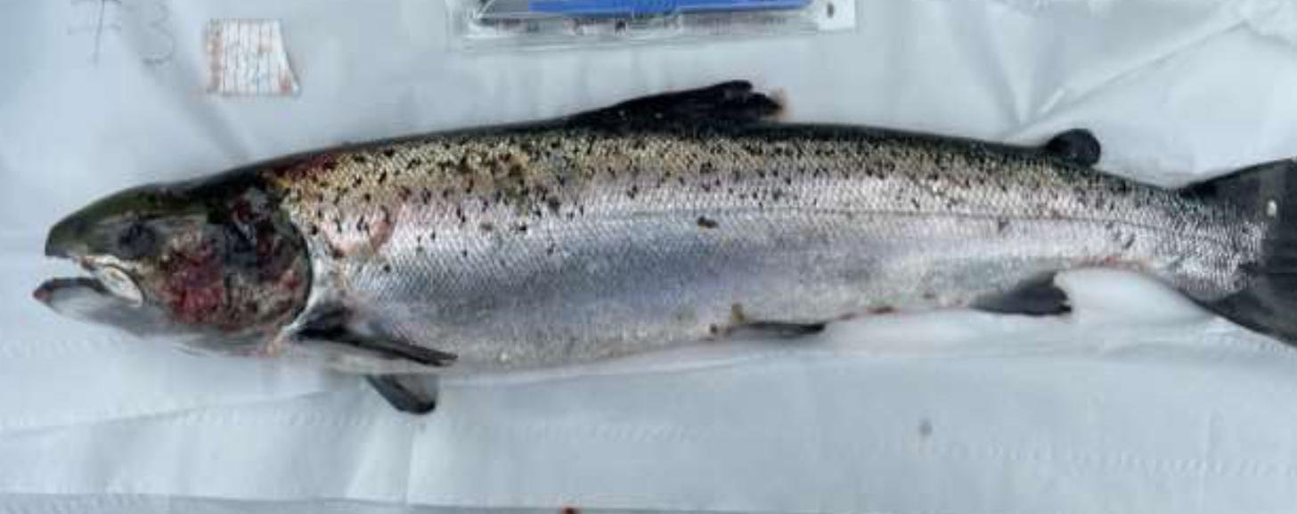 Prv FHI #8 Bakkafrost Reibinish July 2022