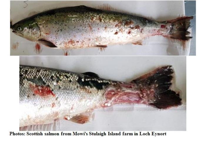 PRV FHI #1 Sept 2022 Mowi Stulaigh photos