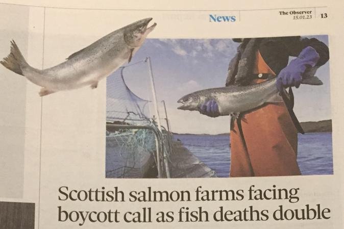 Observer 15 January 2023 #3 newspaper headline