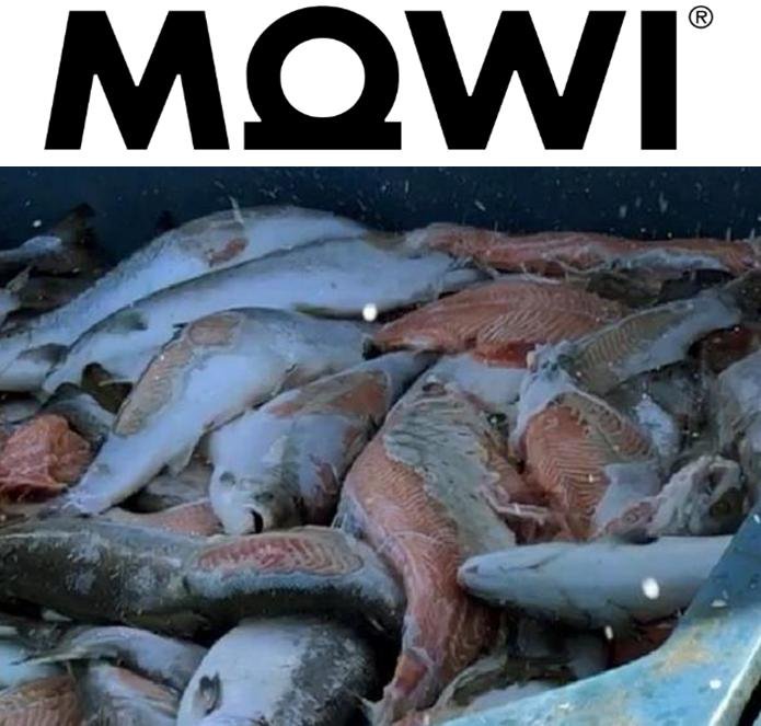 Mowi Logo with photo #14 Mowi Logo with photo #14