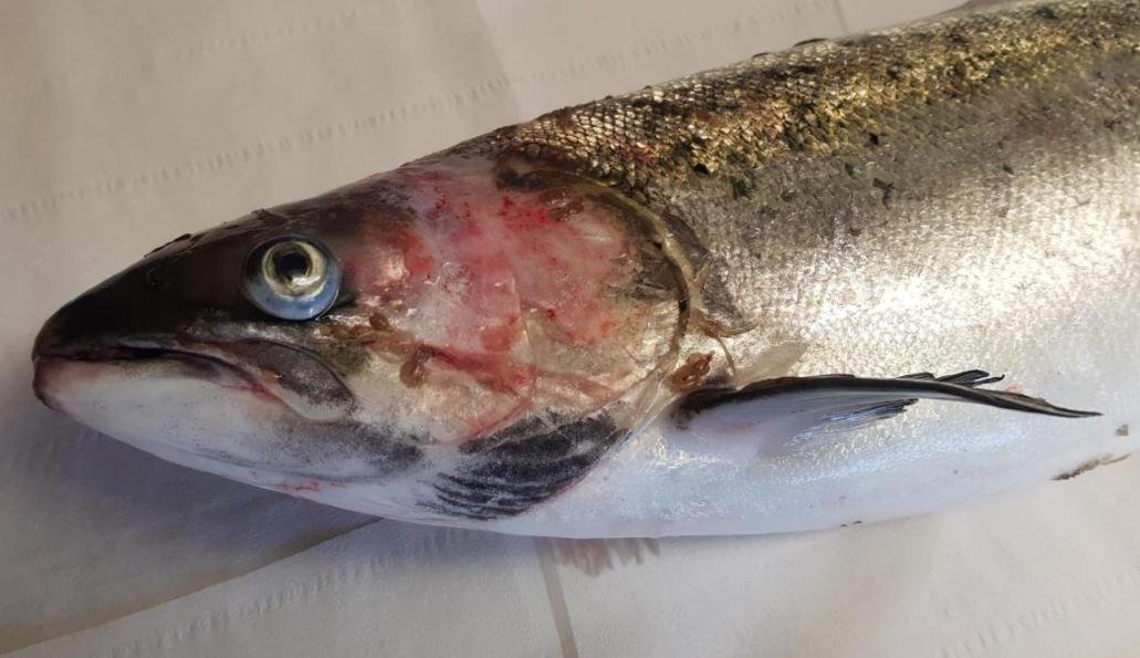 FHI Nevis Nov 2022 #24 inspection report photos FHI Nevis Nov 2022 #24 inspection report photos