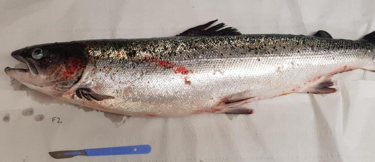 FHI Nevis Nov 2022 #16 inspection report photos FHI Nevis Nov 2022 #16 inspection report photos