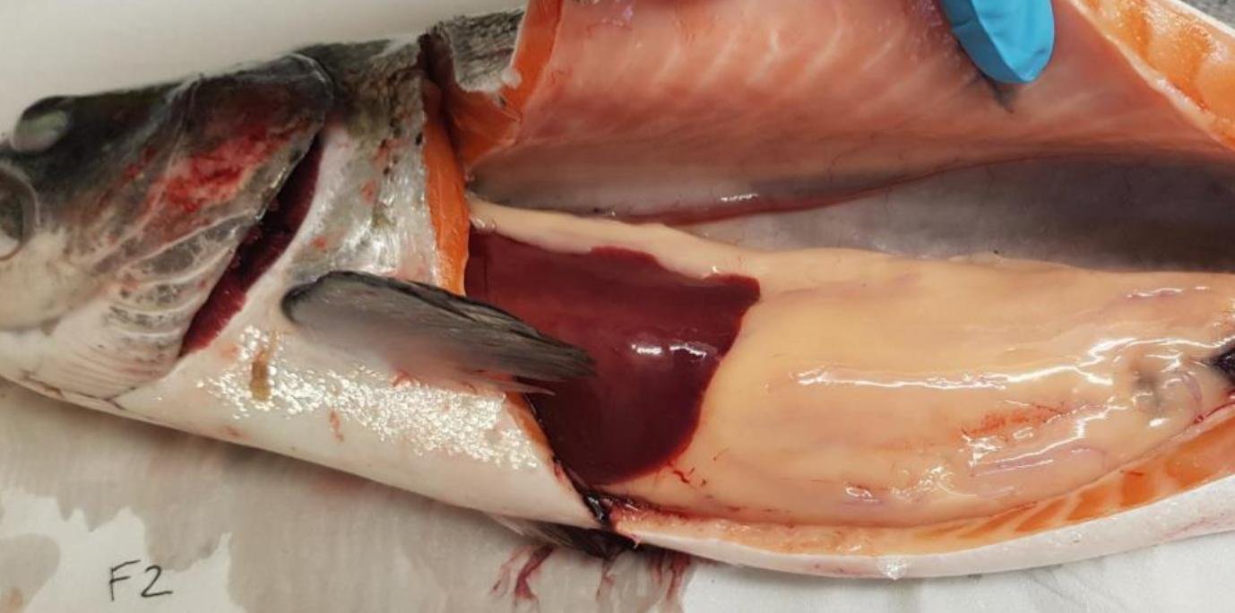 FHI Nevis Nov 2022 #17 inspection report photos FHI Nevis Nov 2022 #17 inspection report photos