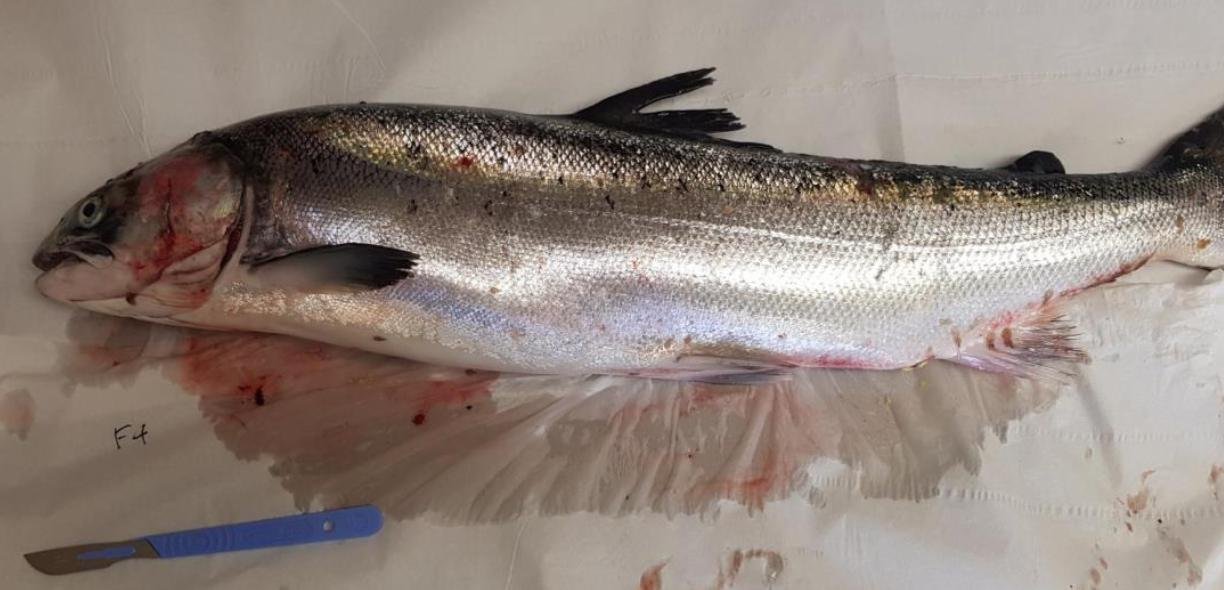 FHI Nevis Nov 2022 #20 inspection report photos FHI Nevis Nov 2022 #20 inspection report photos