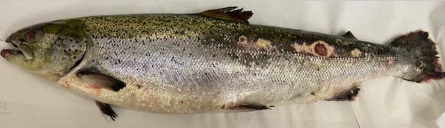 Vee Taing FHI April 2022 #1 photo Vee Taing FHI April 2022 #1 photo