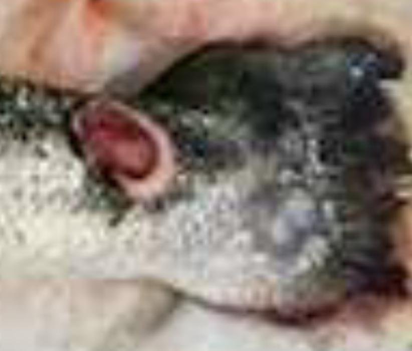 Vee Taing FHI April 2022 #17 photo Vee Taing FHI April 2022 #17 photo