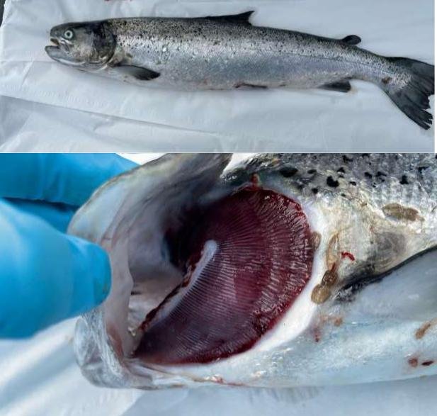 Prv FHI #10 Bakkafrost Reibinish July 2022