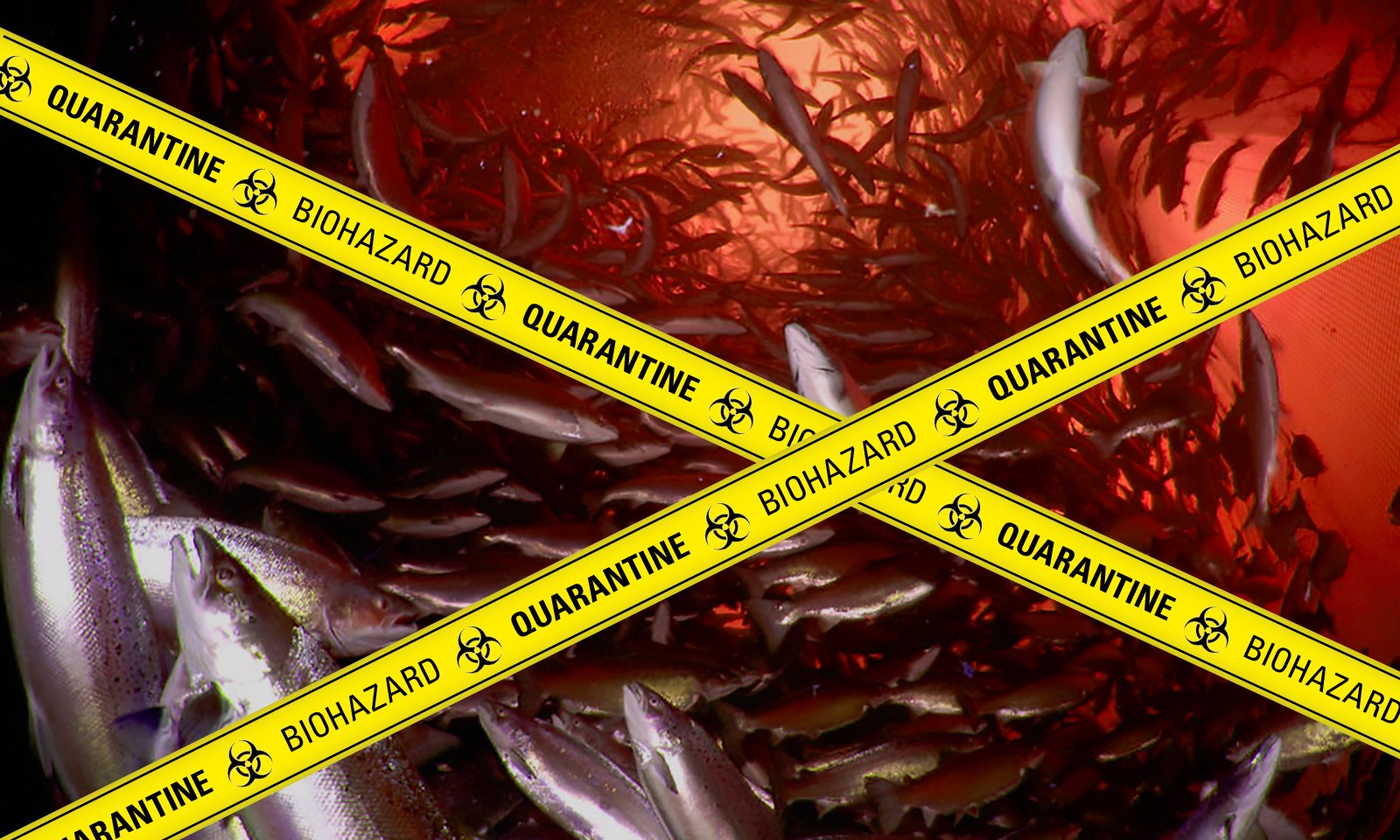 Poster #2 Biohazard Quarantine Blood Red Poster #2 Biohazard Quarantine Blood Red