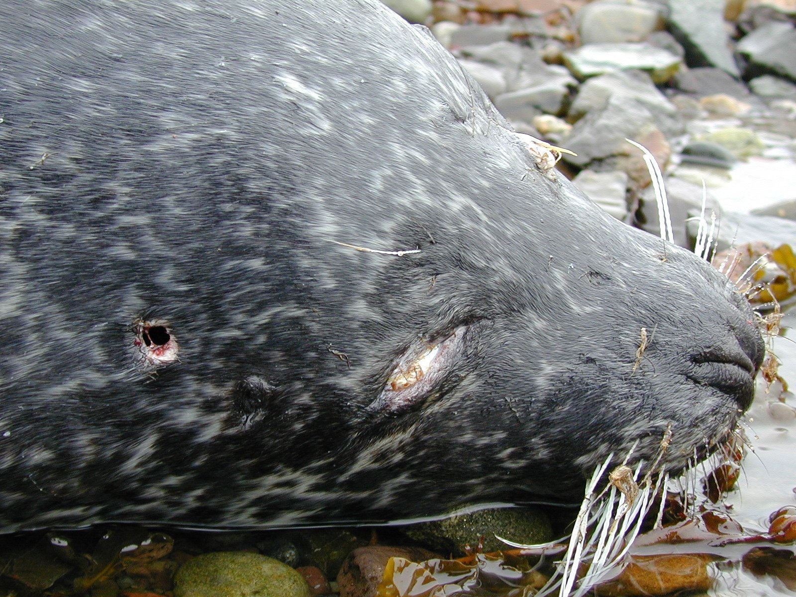 Bullet seal #14 Marine Concern Bullet seal #14 Marine Concern