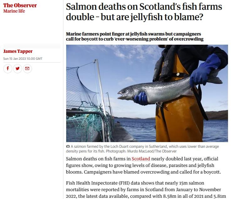 Observer online version 15 January 2023 #1