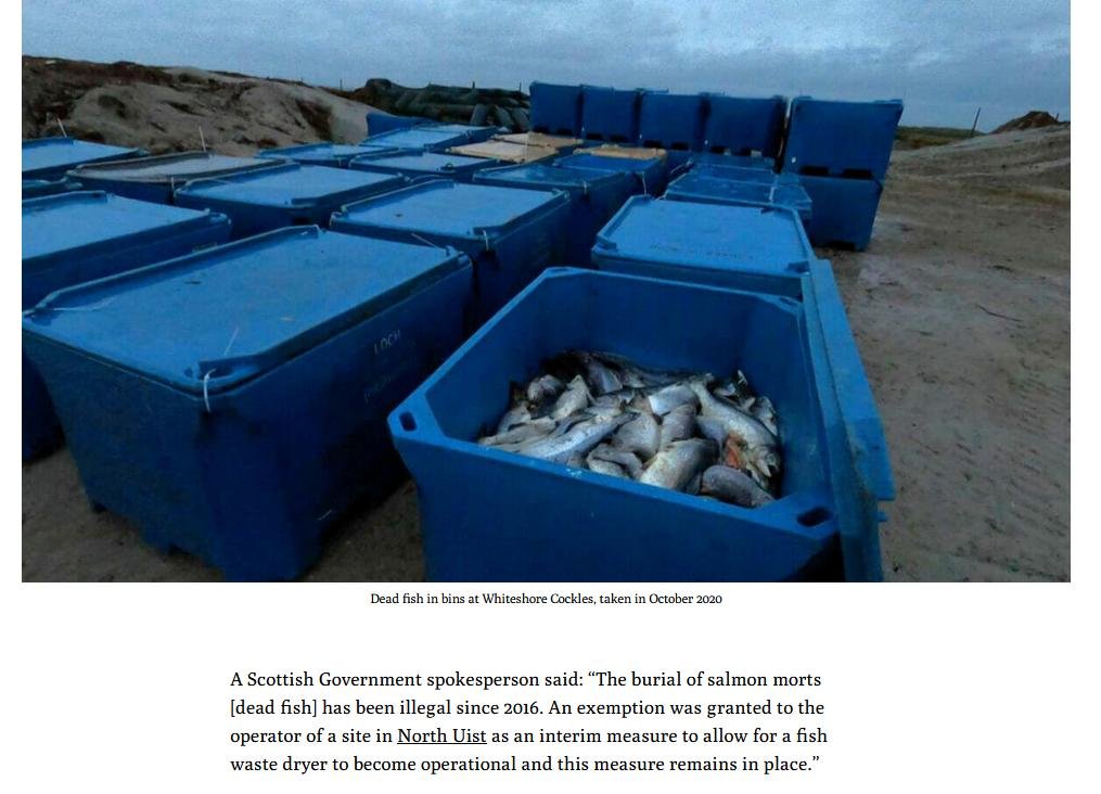 Ferret 16 Jan 2023 #7