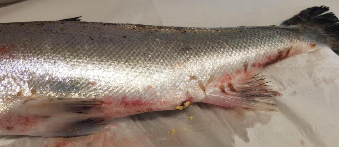 FHI Nevis Nov 2022 #22 inspection report photos FHI Nevis Nov 2022 #22 inspection report photos