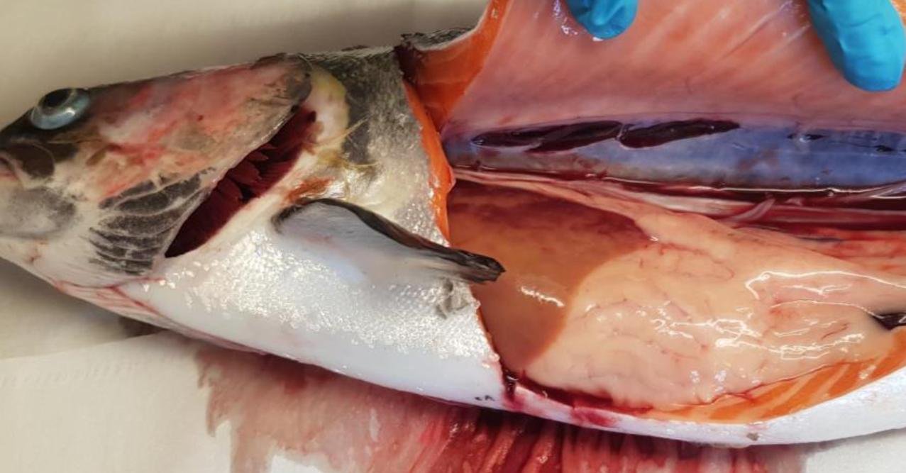 FHI Nevis Nov 2022 #25 inspection report photos FHI Nevis Nov 2022 #25 inspection report photos