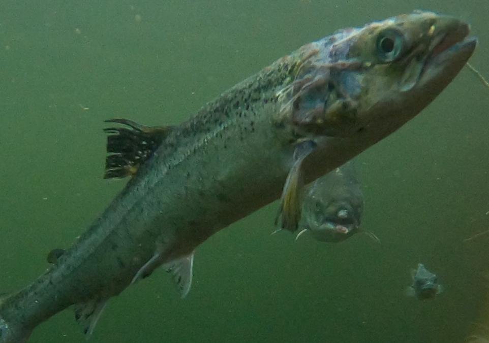 Quarry Point photo from CIWF Quarry Point photo from CIWF