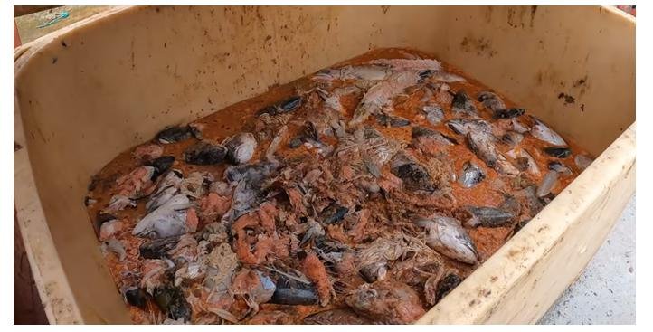Grim dead fish
