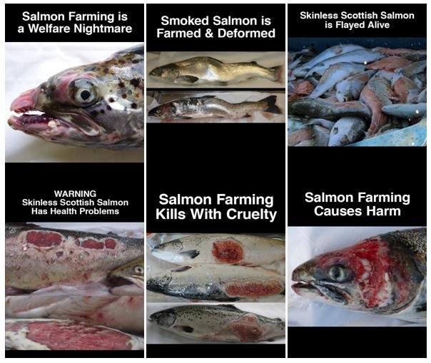 6 pack #5 wefare 6 pack #5 wefare