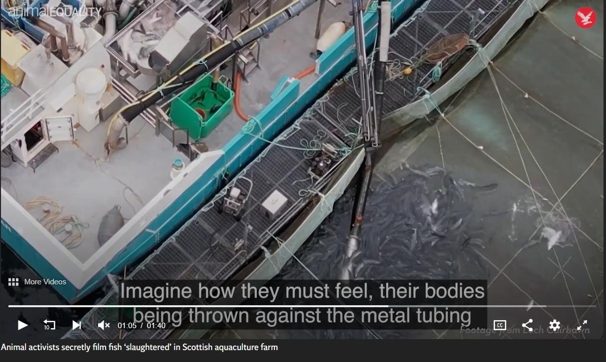 Animal Equality 26 Feb 2023 #4 Independent video Animal Equality 26 Feb 2023 #4 Independent video