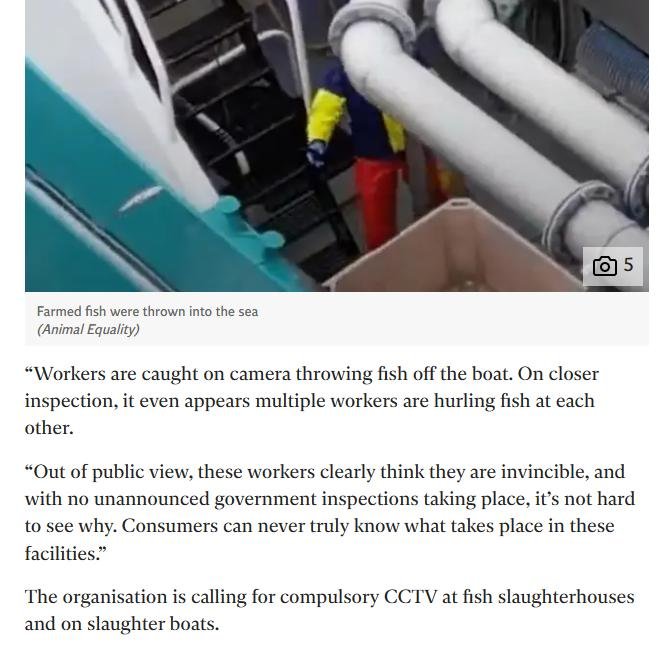 Animal Equality 26 Feb 2023 #12 Independent article Animal Equality 26 Feb 2023 #12 Independent article